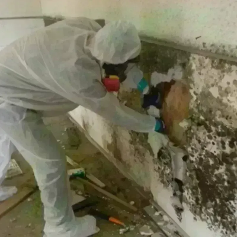 Mold Remediation and Removal in Mecklenburg County, VA